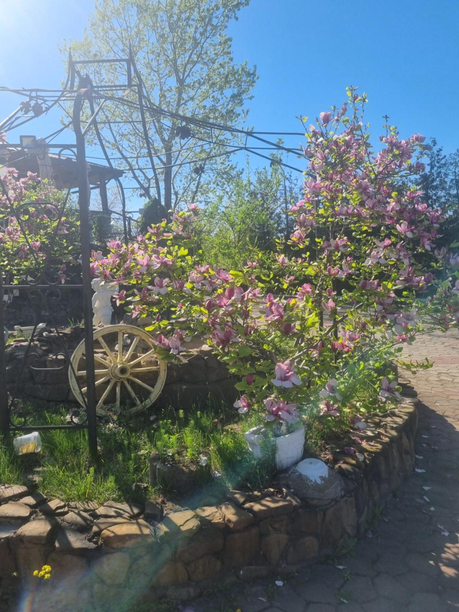 ホテル Casa Boiereasca ヤシ エクステリア 写真